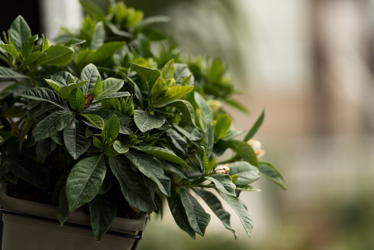 Iniciativa de Reflorestamento