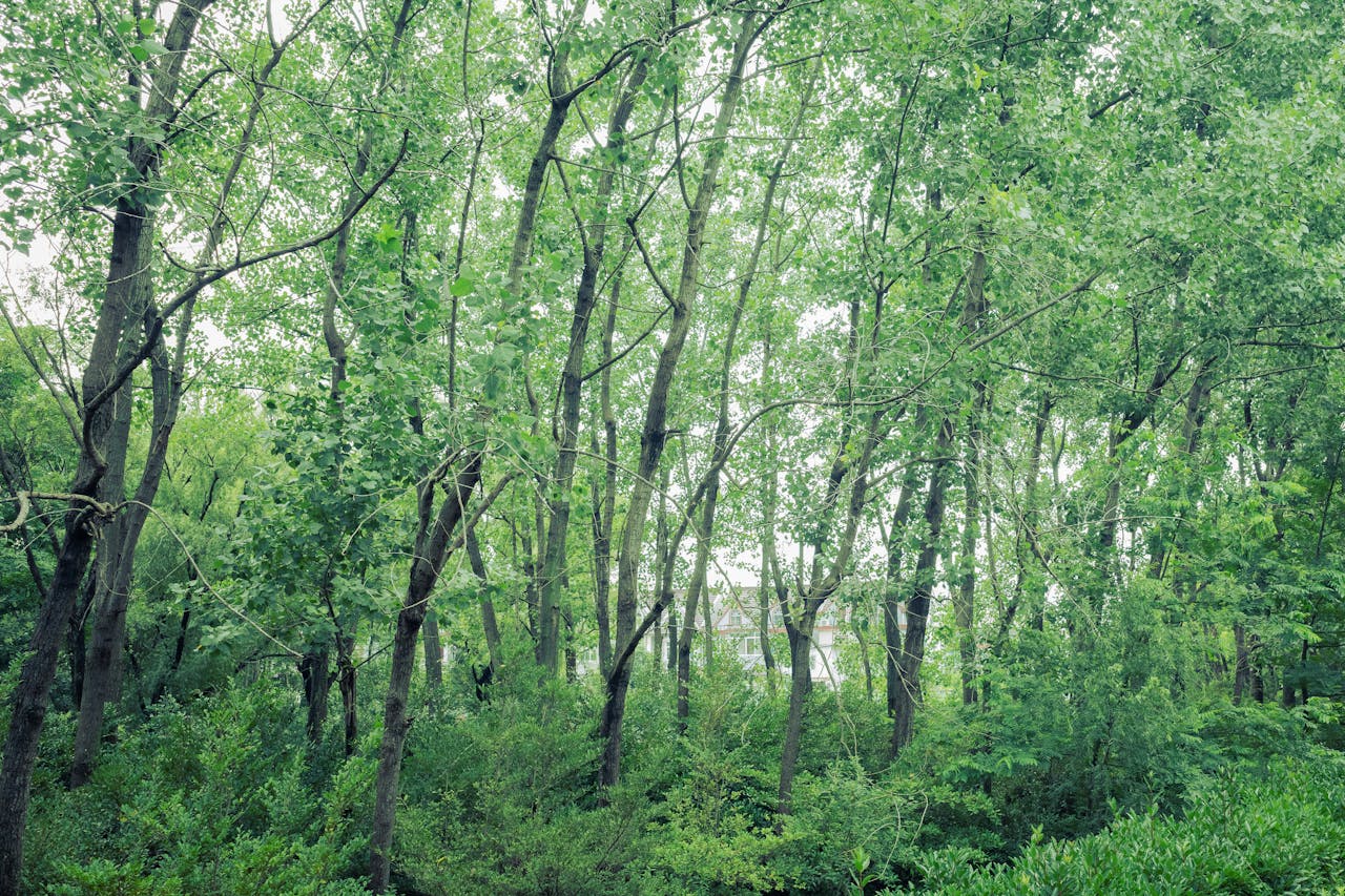 Reflorestamento na Beira