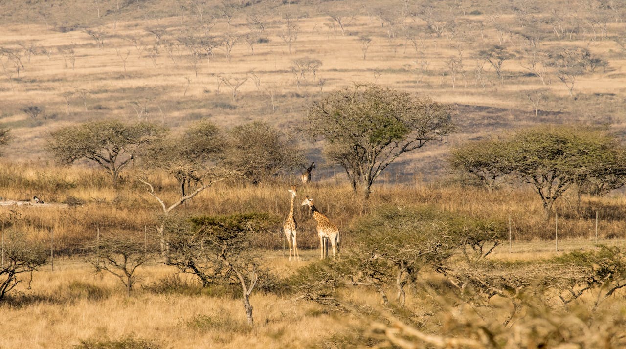 Iniciativa de Reflorestamento